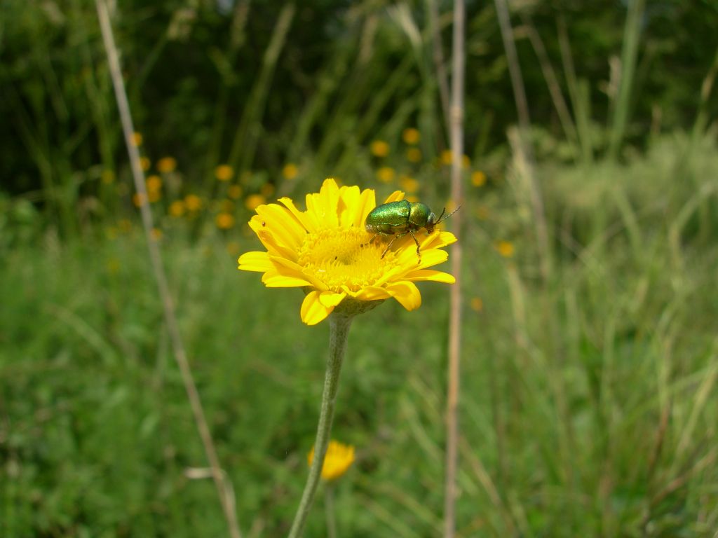 Cryptocephalus cf. zambanellus, Chrysomelidae